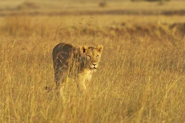 Lioness (Panthera leo) walking through tall grass
