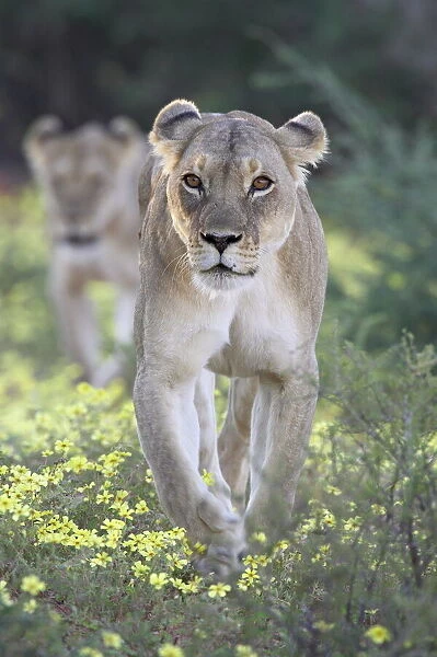 Lioness (Panthera leo) walking through yellow wildflowers, Kgalagadi Transfrontier Park