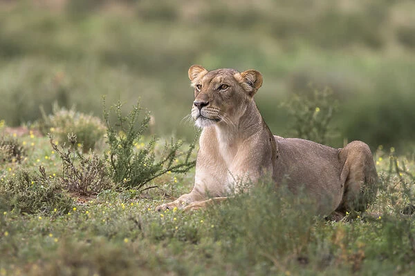 Lioness (Panthera leo) watching prey, Kgalagadi Transfrontier Park, South Africa, Africa