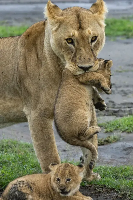Framed Print : A lioness (Panthera leo) with its four week old cubs, Ndutu, Ngorongoro Conservation Area Framed Print : A lioness (Panthera leo) with its four week old cubs, Ndutu, Ngorongoro Conservation Area