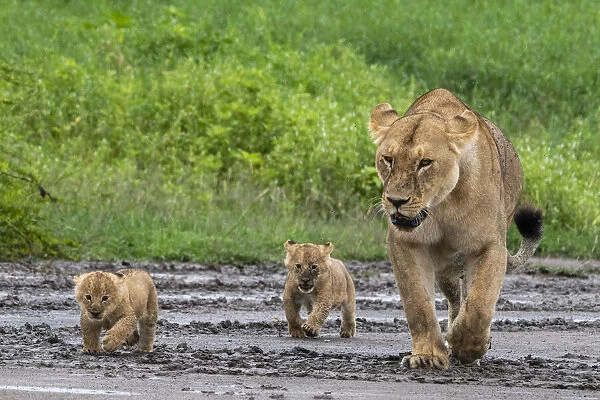 A lioness (Panthera leo) with its four week old cubs, Ndutu, Ngorongoro Conservation Area