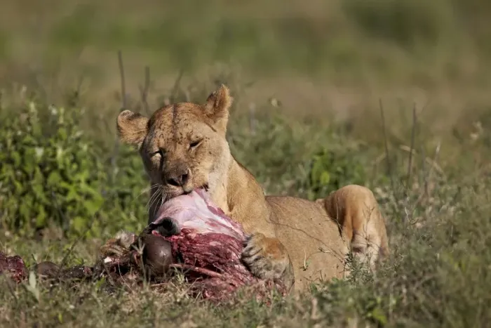 Framed Print : Lioness (Panthera leo) at a wildebeest carcass, Ngorongoro Conservation Area, UNESCO Framed Print : Lioness (Panthera leo) at a wildebeest carcass, Ngorongoro Conservation Area, UNESCO