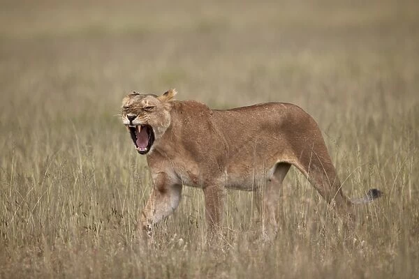 Lioness (Panthera leo) yawning in tall grass, Serengeti National Park, Tanzania, East Africa