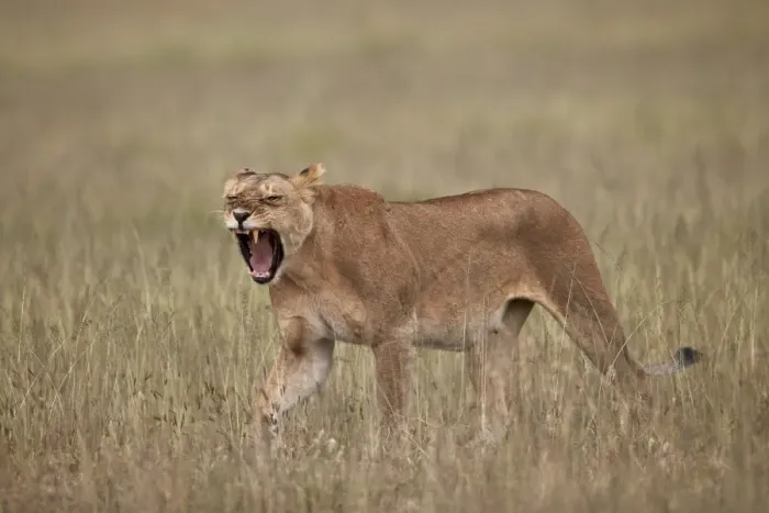 Framed Print : Lioness (Panthera leo) yawning in tall grass, Serengeti National Park, Tanzania, East Africa Framed Print : Lioness (Panthera leo) yawning in tall grass, Serengeti National Park, Tanzania, East Africa
