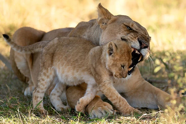 Lioness reprimanding cub, Masai Mara, Kenya, Africa