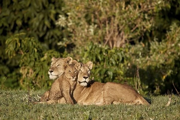 Two lionesses (Panthera leo) and a cub, Ngorongoro Crater, Tanzania, East Africa, Africa