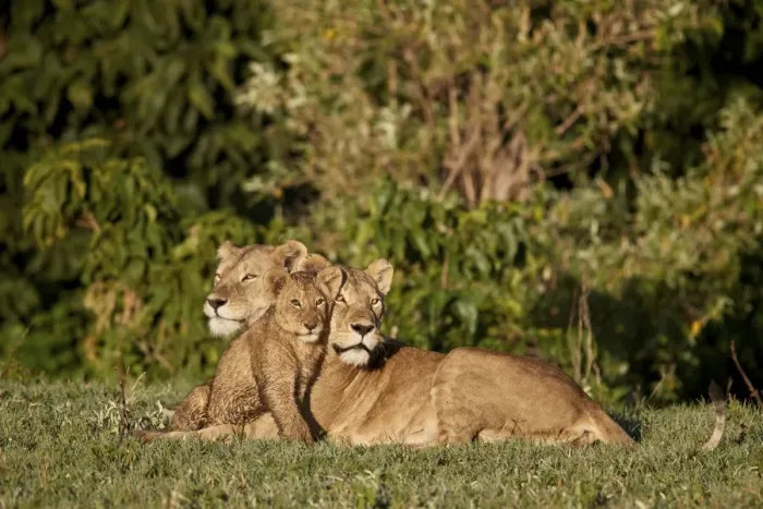 Framed Print : Two lionesses (Panthera leo) and a cub, Ngorongoro Crater, Tanzania, East Africa, Africa Framed Print : Two lionesses (Panthera leo) and a cub, Ngorongoro Crater, Tanzania, East Africa, Africa