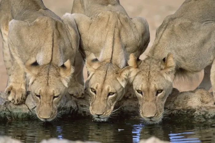 Framed Print : Lions drinking Framed Print : Lions drinking