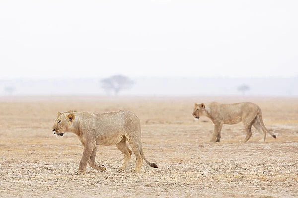 Lions (Panthera leo), Amboseli National Park, Kenya, East Africa, Africa