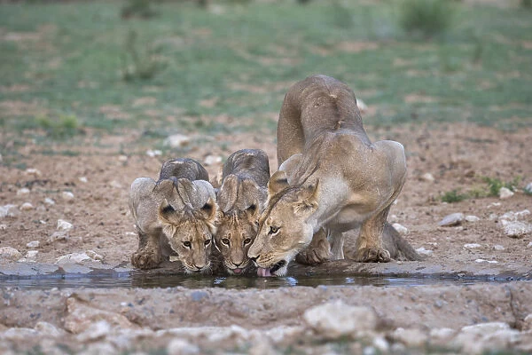 Lions (Panthera leo) drinking, Kgalagadi Transfrontier Park, South Africa, Africa