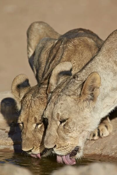 Two lions (Panthera leo) drinking, Kgalagadi Transfrontier Park, encompassing the former Kalahari Gemsbok National Park, South Africa, Africa