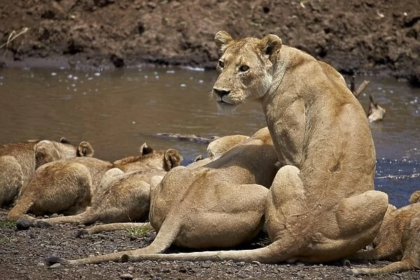 Lions (Panthera Leo) drinking, lionesses and cubs, Ngorongoro Crater, Tanzania, East Africa