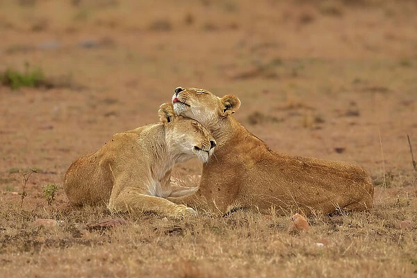 Two Lions (Panthera leo), embracing each other in the Maasai Mara, Kenya, East Africa, Africa