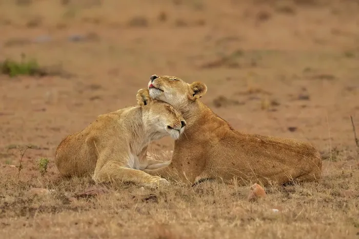 Framed Print : Two Lions (Panthera leo), embracing each other in the Maasai Mara, Kenya, East Africa, Africa Framed Print : Two Lions (Panthera leo), embracing each other in the Maasai Mara, Kenya, East Africa, Africa