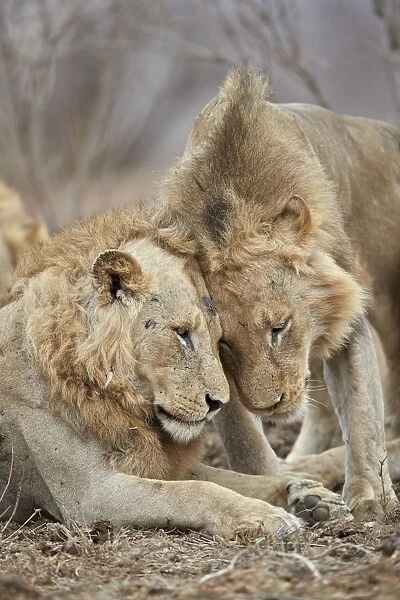 Two lions (Panthera leo) greeting each other, Kruger National Park, South Africa, Africa