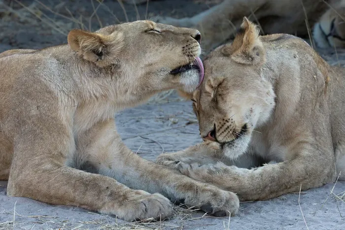 Framed Print : Lions (Panthera leo) grooming, Chobe National Park, Botswana, Africa Framed Print : Lions (Panthera leo) grooming, Chobe National Park, Botswana, Africa