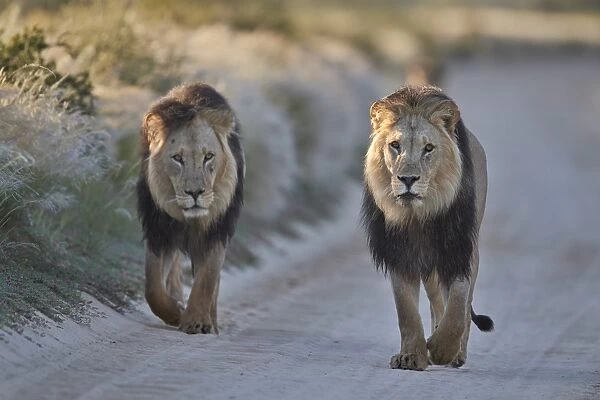 Two lions (Panthera leo), Kgalagadi Transfrontier Park, South Africa, Africa