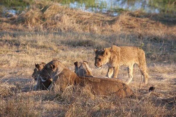 Lions (Panthera leo), Okavango delta, Botswana, Africa