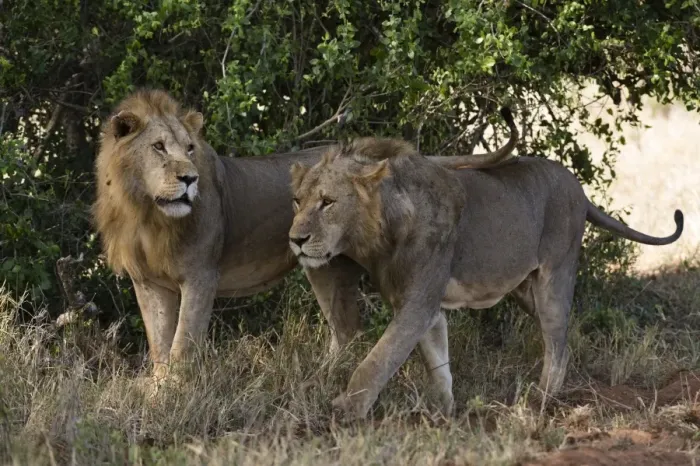 Framed Print : Two lions (Panthera leo) patrolling, Tsavo, Kenya, East Africa, Africa