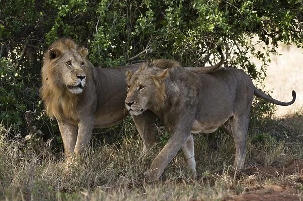 Two lions (Panthera leo) patrolling, Tsavo, Kenya, East Africa, Africa