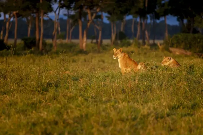 Framed Print : Lions (Panthera leo) resting at sunrise, Masai Mara, Kenya, East Africa, Africa