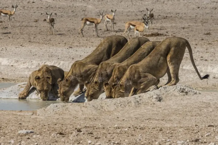 Framed Print : Lions (Panthera leo) at a waterhole in the Etosha National Park, Namibia, Africa Framed Print : Lions (Panthera leo) at a waterhole in the Etosha National Park, Namibia, Africa
