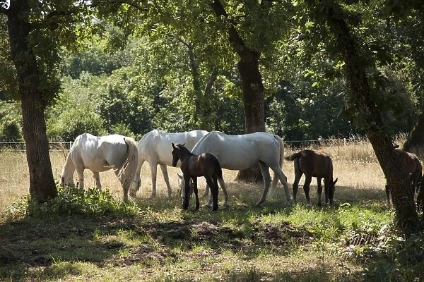 Lipizaner horses in the world famous Lipizaner horses farm, Lipica, Slovenia, Europe