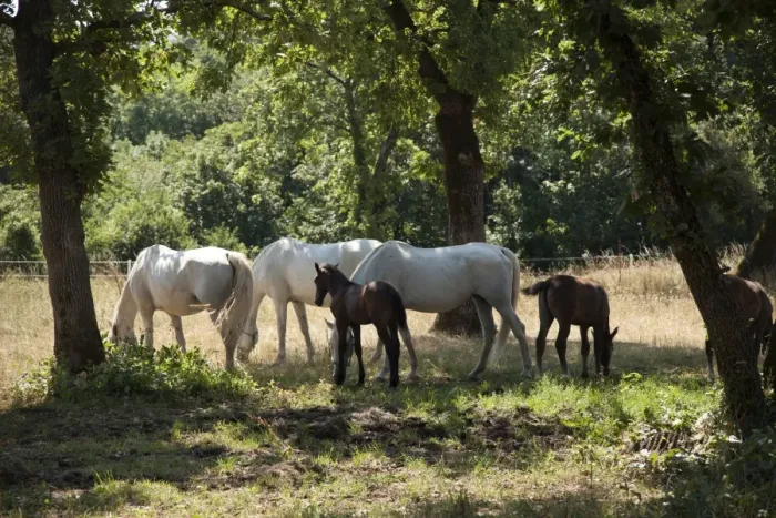 Framed Print : Lipizaner horses in the world famous Lipizaner horses farm, Lipica, Slovenia, Europe Framed Print : Lipizaner horses in the world famous Lipizaner horses farm, Lipica, Slovenia, Europe