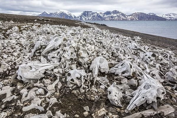 Littered beluga bones left by whalers (Delphinapterus leucas) at Ahlstrandhalvoya, Bellsund, Svalbard, Norway, Scandinavia, Europe