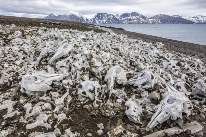 Framed Print : Littered beluga bones left by whalers (Delphinapterus leucas) at Ahlstrandhalvoya, Bellsund, Svalbard, Norway, Scandinavia, Europe Framed Print : Littered beluga bones left by whalers (Delphinapterus leucas) at Ahlstrandhalvoya, Bellsund, Svalbard, Norway, Scandinavia, Europe