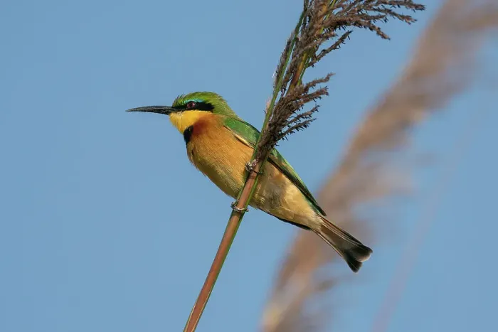 Framed Print : Little Bee-eater (Merops pusillus), Okavango Delta, Botswana, Africa Framed Print : Little Bee-eater (Merops pusillus), Okavango Delta, Botswana, Africa