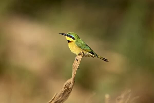 Little bee-eater (Merops pusillus), Samburu National Reserve, Kenya, East Africa, Africa