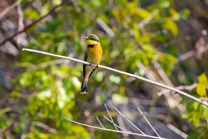 Framed Print : Little Bee-eater, (Merops pusillus), perched on reed, Chobe National Park, Botswana Framed Print : Little Bee-eater, (Merops pusillus), perched on reed, Chobe National Park, Botswana