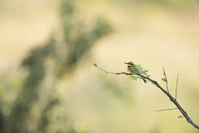 Framed Print : Little Bee Eater (Merops Pusillus), Zambia, Africa Framed Print : Little Bee Eater (Merops Pusillus), Zambia, Africa