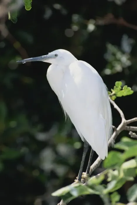 Framed Print : Little Egret Framed Print : Little Egret