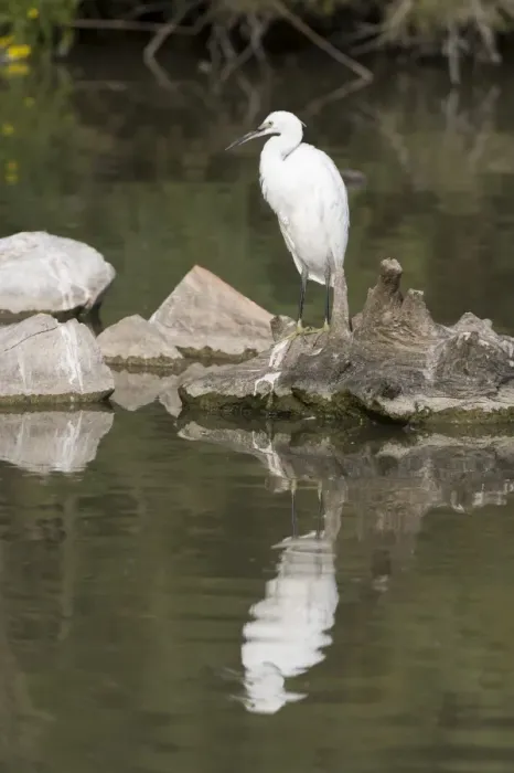 Framed Print : Little egret (Egretta garzetta), Camargue, Provence-Alpes-Cote d Azur, France, Europe Framed Print : Little egret (Egretta garzetta), Camargue, Provence-Alpes-Cote d Azur, France, Europe
