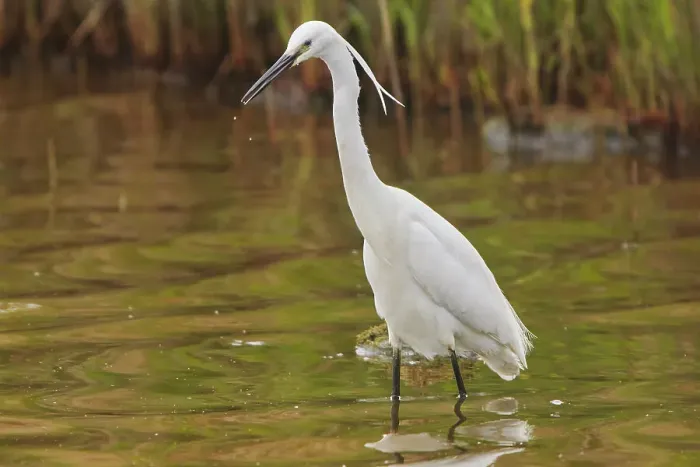 Framed Print : A Little Egret (Egretta garzetta), during the breeding season, on Brownsea Island, a nature reserve in Poole Harbour, Dorset, England, United Kingdom, Europe