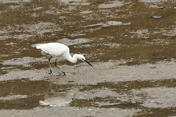 Little egret (Egretta garzetta) pulling a worm from mudflats at low tide, Hongshulin Mangrove Preserve, Taiwan, Asia