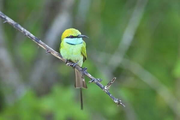 Little green bee-eater (merops orientalis), Yala National Park, Sri Lanka, Asia