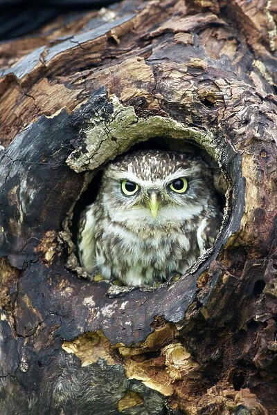 Little Owl (Athene noctua), captive, Barn Owl Centre, Gloucestershire, England