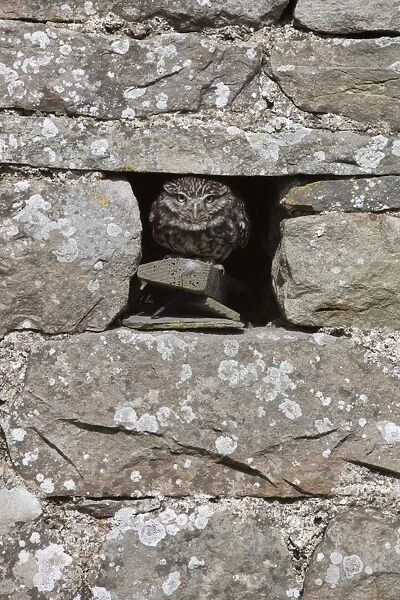 Little owl (Athene noctua) captive, United Kingdom, Europe