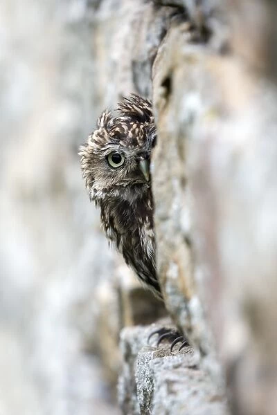 Little owl (Athene noctua) perched in stone barn, captive, United Kingdom, Europe