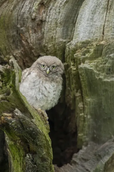 Framed Print : Little owl (Athene noctua), Yorkshire, England, United Kingdom, Europe Framed Print : Little owl (Athene noctua), Yorkshire, England, United Kingdom, Europe