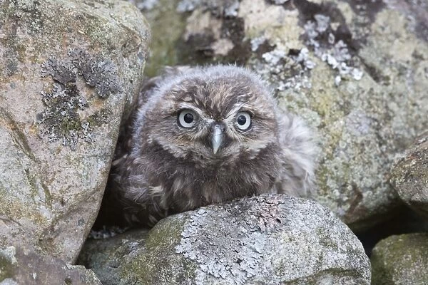 Little owl baby (Athene noctua), captive, United Kingdom, Europe