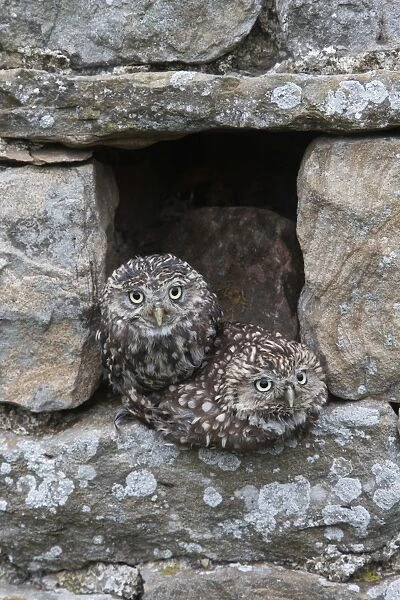 Little owls (Athene noctua) perched in stone barn, captive, United Kingdom, Europe