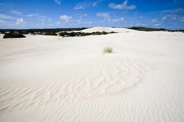 Little Sahara, Kangaroo Island, South Australia, Australia, Pacific