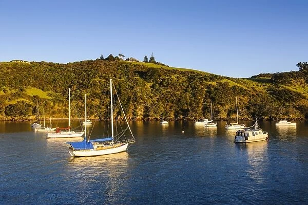 Little sailing boats in Matiata Bay on Waiheke Island, Hauraki Gulf, North Island, New Zealand, Pacific