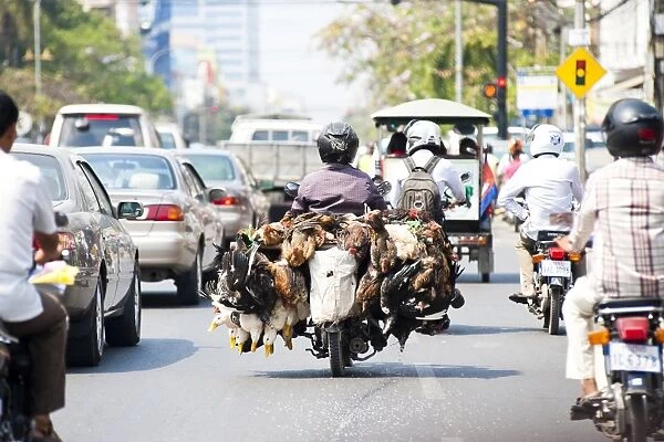 Live chickens and ducks being taken to market on a moped in Phnom Penh, Cambodia, Indochina, Southeast Asia, Asia