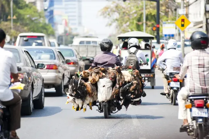 Framed Print : Live chickens and ducks being taken to market on a moped in Phnom Penh, Cambodia, Indochina, Southeast Asia, Asia Framed Print : Live chickens and ducks being taken to market on a moped in Phnom Penh, Cambodia, Indochina, Southeast Asia, Asia