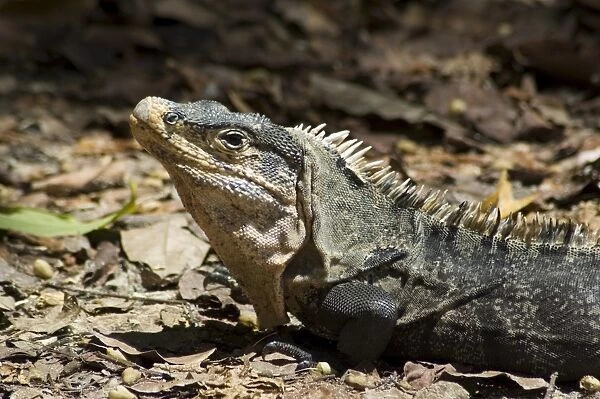 Lizard, Arenal, Costa Rica, Central America